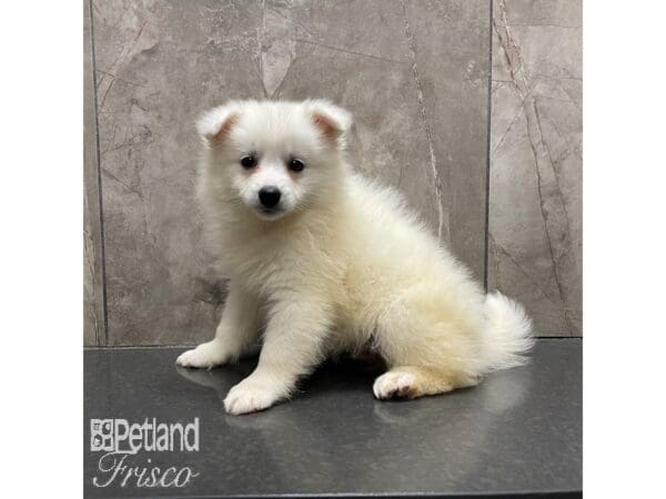 American Eskimo Dog Dog Male White 30874 Petland Frisco, Texas