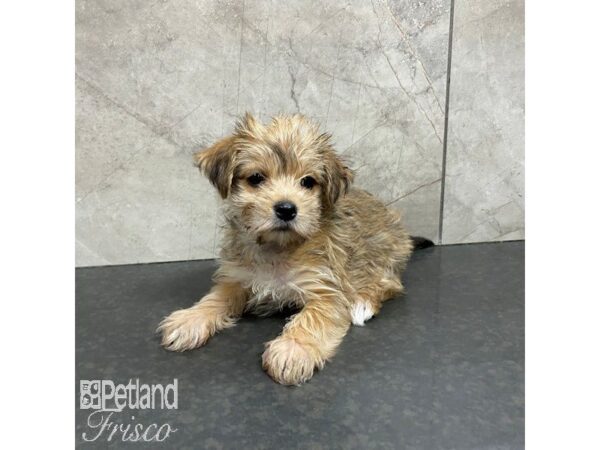 Morkie-Dog-Female-Golden-30868-Petland Frisco, Texas