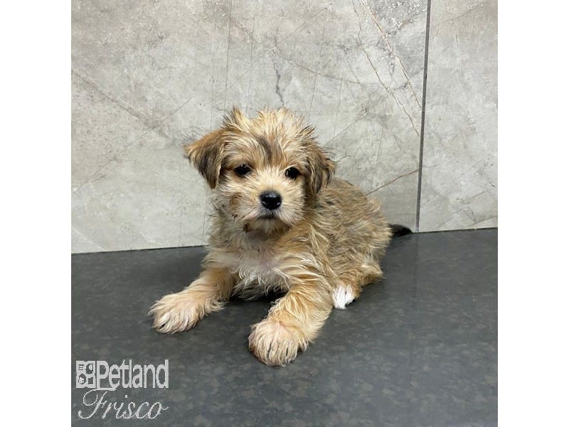 [#30868] Golden Female Morkie Puppies For Sale #1