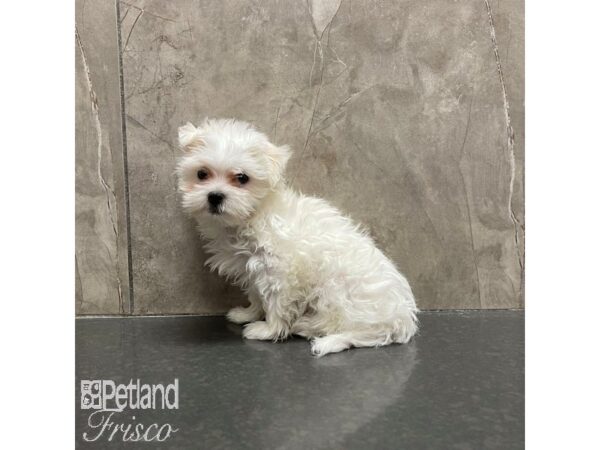 Maltese-Dog-Male-White-30879-Petland Frisco & Mckinney, Texas
