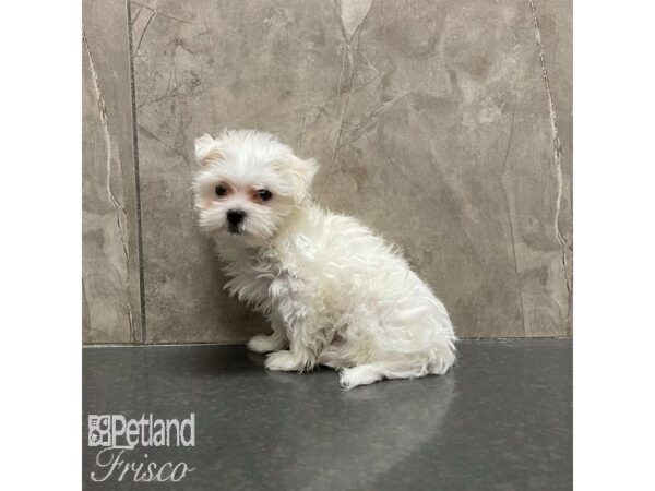 Maltese Dog Male White 30879 Petland Frisco, Texas