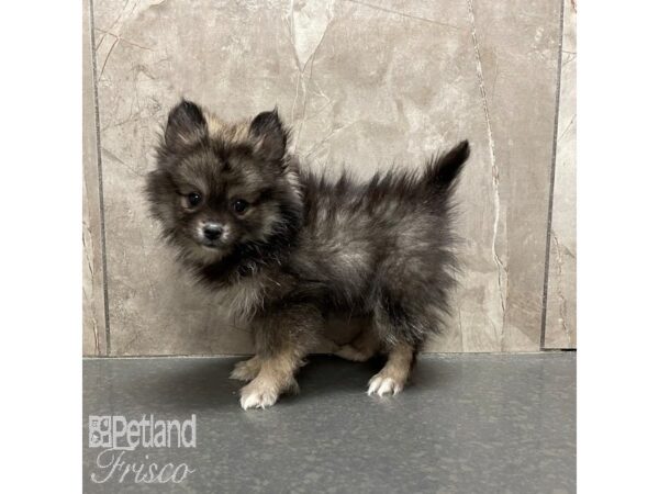 Pomsky Dog Male Sable 30870 Petland Frisco, Texas