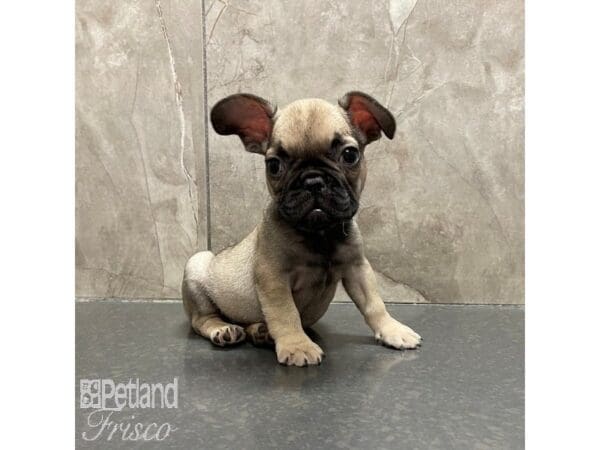 [#30867] Fawn Male French Bulldog Puppies For Sale