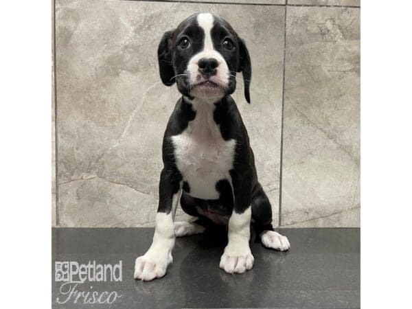 Boxer-Dog-Female-Black / White-30839-Petland Frisco, Texas