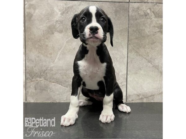 Boxer Dog Female Black / White 30839 Petland Frisco, Texas