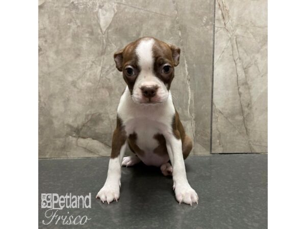 Boston Terrier Dog Female Seal and White 30824 Petland Frisco, Texas