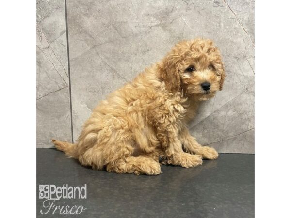 Goldendoodle Mini 2nd Gen-Dog-Female-Red-30834-Petland Frisco & Mckinney, Texas
