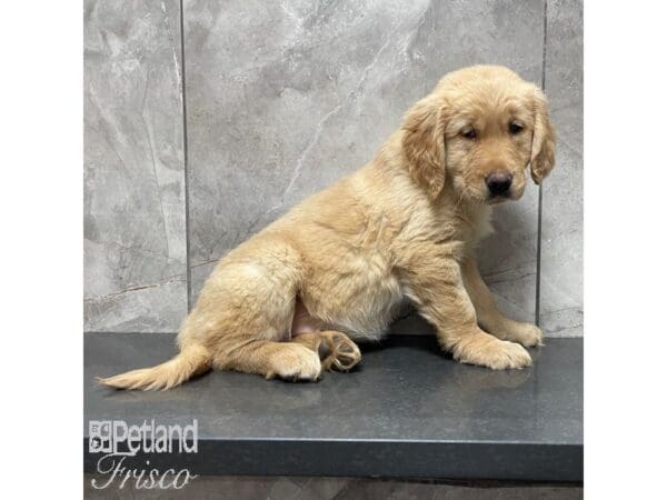 [#30833] Dark Golden Female Golden Retriever Puppies For Sale