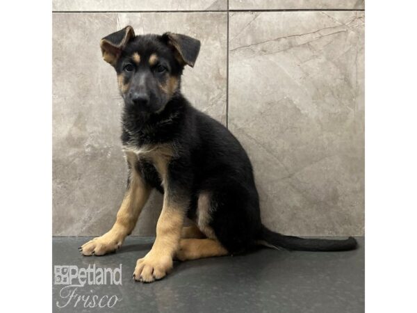 German Shepherd Dog Dog Female Black / Tan 30828 Petland Frisco, Texas