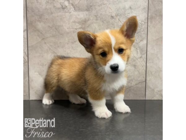 Pembroke Welsh Corgi Dog Male Red Sable 30877 Petland Frisco, Texas