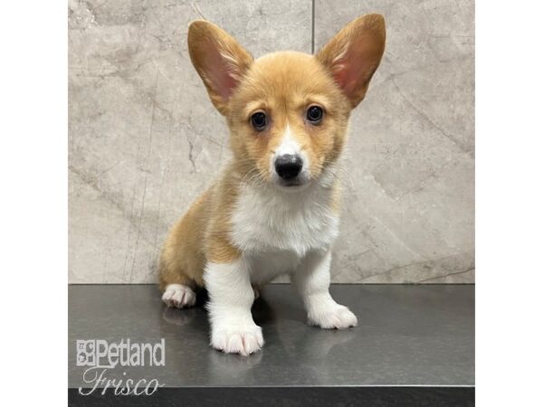 Pembroke Welsh Corgi Dog Female Red 30876 Petland Frisco, Texas