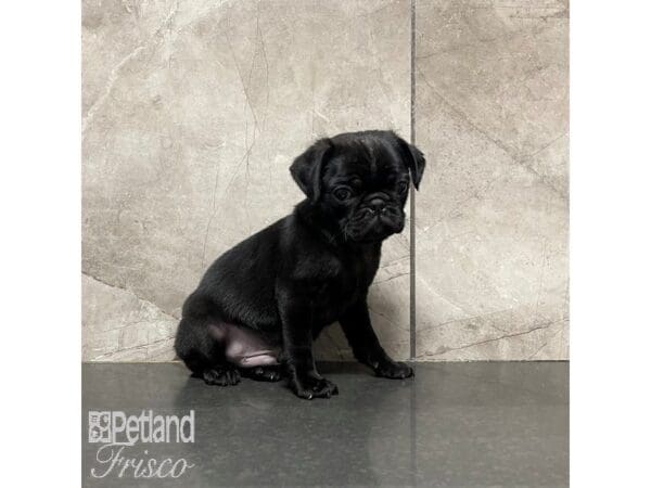 [#30873] Black Male Pug Puppies For Sale