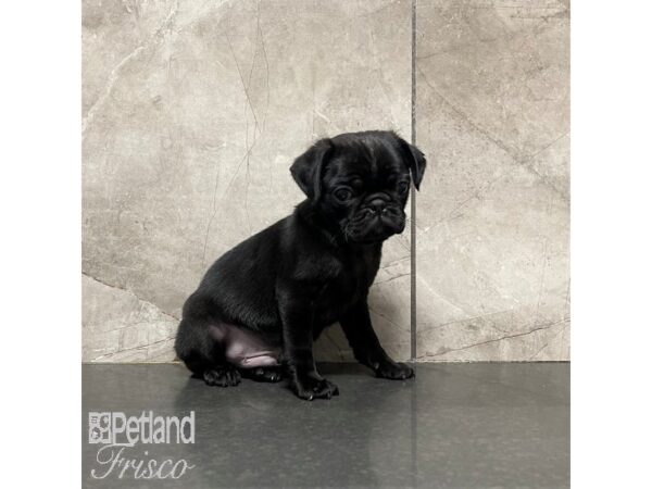 Pug Dog Male Black 30873 Petland Frisco, Texas