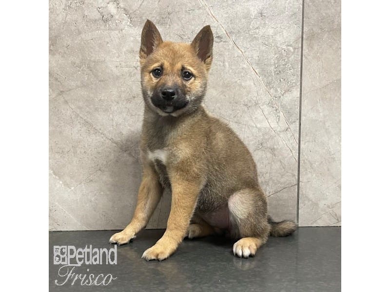 [#30871] Red Sesame Female Shiba Inu Puppies For Sale #1