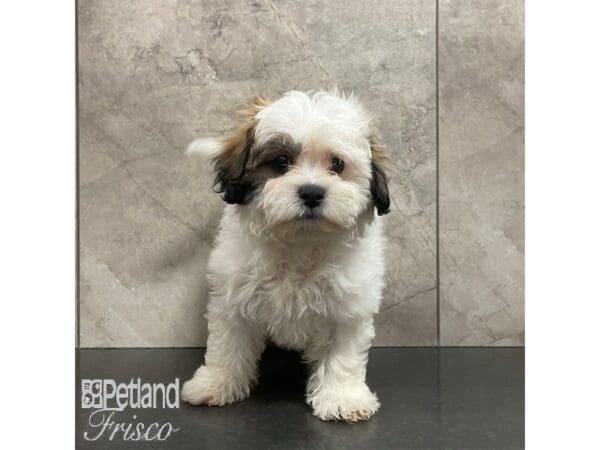 [#30869] Gold / White Male Teddy Bear Puppies For Sale