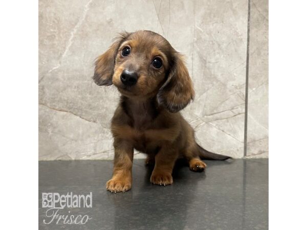 Miniature Dachshund Dog Female Chocolate 30860 Petland Frisco, Texas