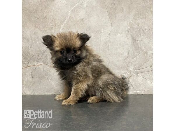 Pomeranian-Dog-Male-Dark Sable-30859-Petland Frisco, Texas