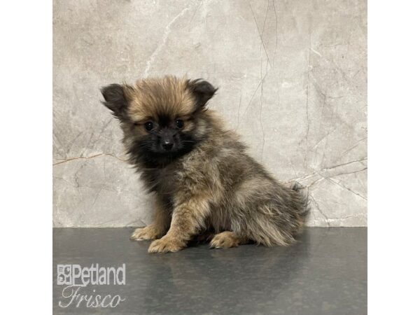 Pomeranian-Dog-Male-Dark Sable-30859-Petland Frisco & Mckinney, Texas