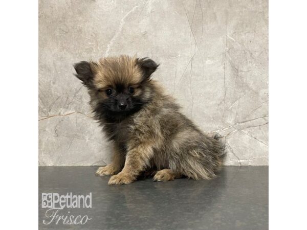 Pomeranian-Dog-Male-Dark Sable-30859-Petland Frisco, Texas