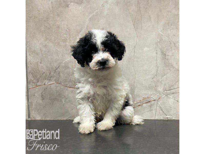 [#30853] Black / White Female Poodle Mini Puppies For Sale #1