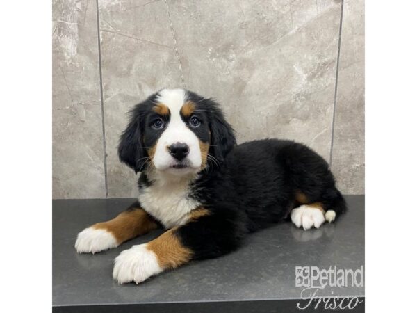 Bernese Mountain Dog-Dog-Female-Tri-Colored-30842-Petland Frisco, Texas