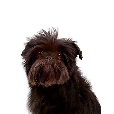 Petland Frisco & Mckinney, Texas Affenpinscher
