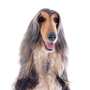 Petland Frisco & Mckinney, Texas Afghan Hound