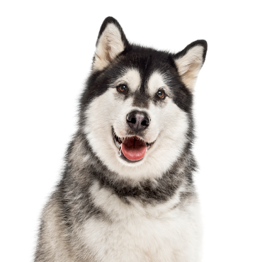 Petland Frisco & Mckinney, Texas Alaskan Malamute