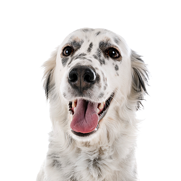 Petland Frisco & Mckinney, Texas English Setter