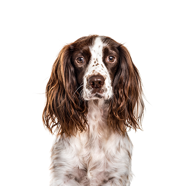 Petland Frisco & Mckinney, Texas English Springer Spaniel