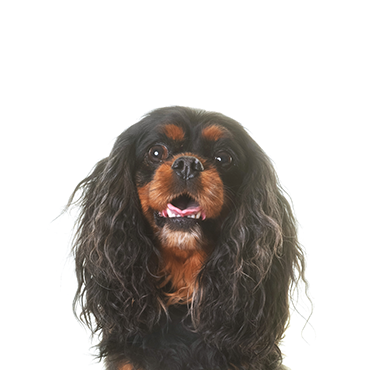 Petland Frisco & Mckinney, Texas English Toy Spaniel