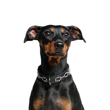 Petland Frisco & Mckinney, Texas German Pinscher