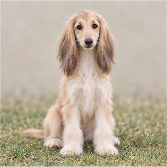 Elegant Afghan Hound with flowing, silky coat standing gracefully outdoors