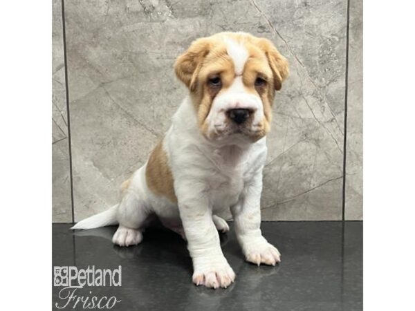 Hippo Mini Dog Male White and Buff 30764 Petland Frisco, Texas