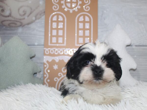 Shih Tzu Dog Female Blk/White 30995 Petland Frisco, Texas