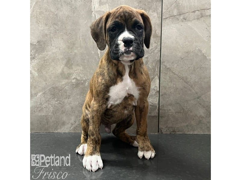 [#30787] Fawn / White Male Boxer Puppies For Sale #1