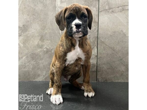 Boxer-Dog-Male-Fawn / White-30787-Petland Frisco, Texas