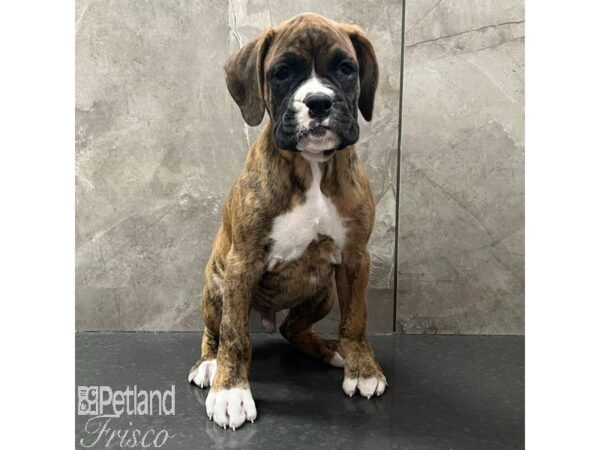 Boxer Dog Male Fawn / White 30787 Petland Frisco, Texas