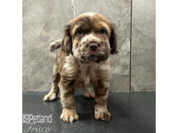 Hippo Mini Dog Female Chocolate Merle 30792 Petland Frisco, Texas