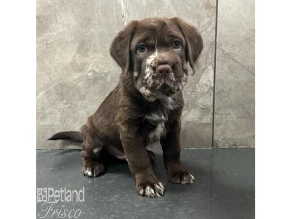 Hippo Mini-Dog-Male-Chocolate Merle-30793-Petland Frisco & Mckinney, Texas