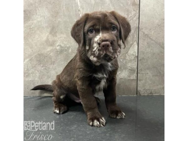 Hippo Mini Dog Male Chocolate Merle 30793 Petland Frisco, Texas