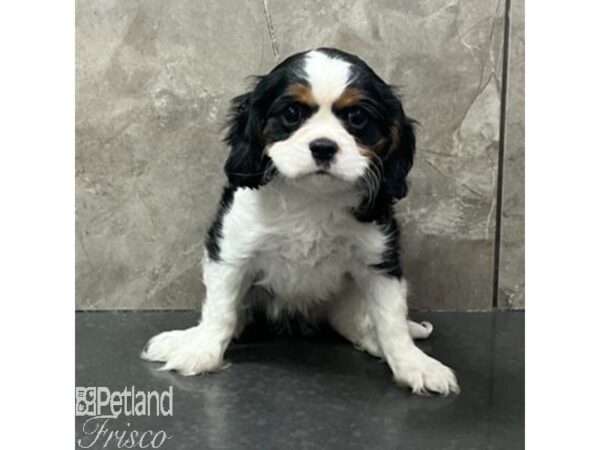 Cavalier King Charles Spaniel-Dog-Female-Tri-Colored-30800-Petland Frisco & Mckinney, Texas
