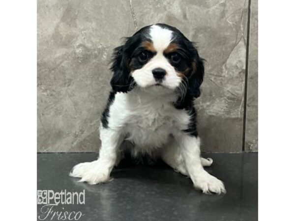 Cavalier King Charles Spaniel Dog Female Tri-Colored 30800 Petland Frisco, Texas