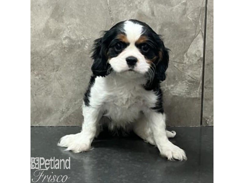 Cavalier King Charles Spaniel-Dog-Female-Tri-Colored-3887763-Petland Frisco, Texas