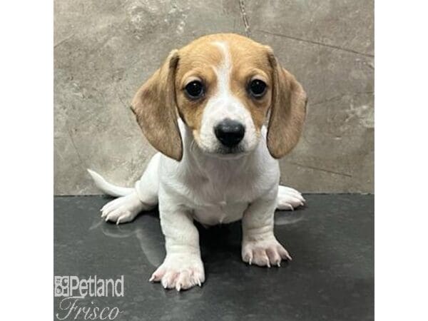 Miniature Dachshund Dog Male Brown / White 30807 Petland Frisco, Texas