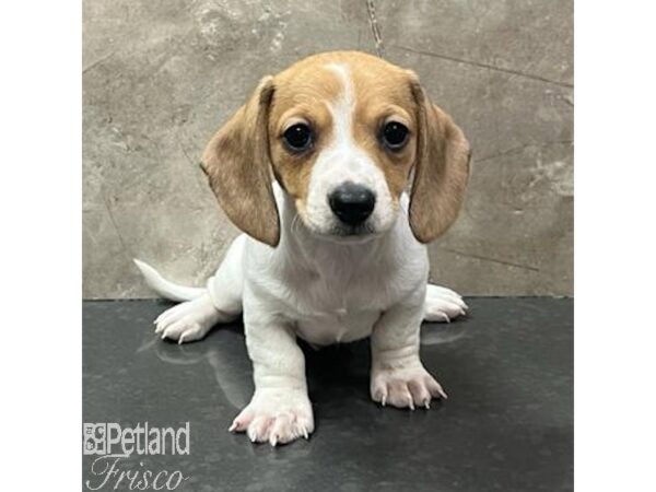 Miniature Dachshund-Dog-Male-Brown / White-30807-Petland Frisco & Mckinney, Texas