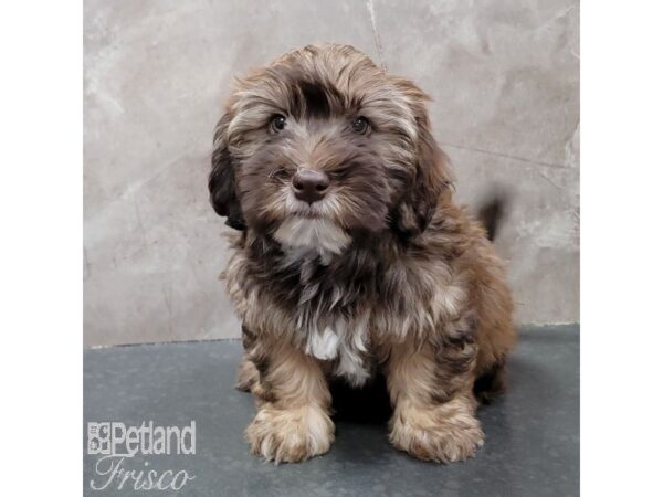 Whoodle Dog Male Wheaten 30819 Petland Frisco, Texas