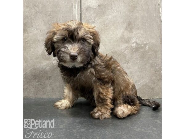 Whoodle Dog Female Wheaten 30818 Petland Frisco, Texas