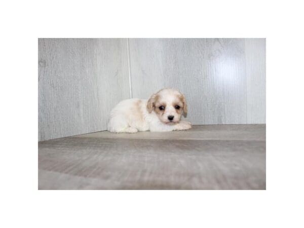 [#30855] Blenheim Female Cavachon Puppies For Sale