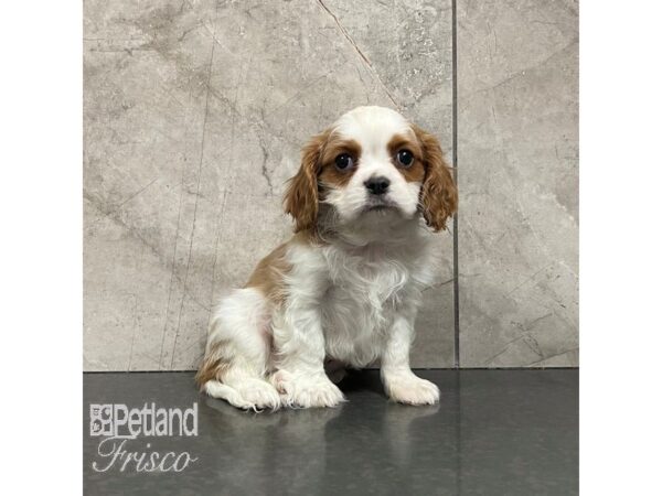 Cavalier King Charles Spaniel Dog Male Blenheim 30861 Petland Frisco, Texas